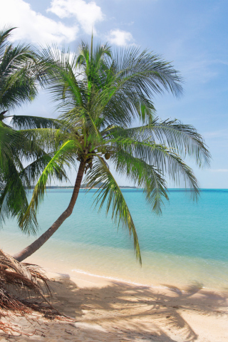 Fondo de pantalla Coconut Palm Trees 320x480