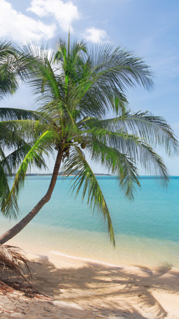 Fondo de pantalla Coconut Palm Trees 360x640