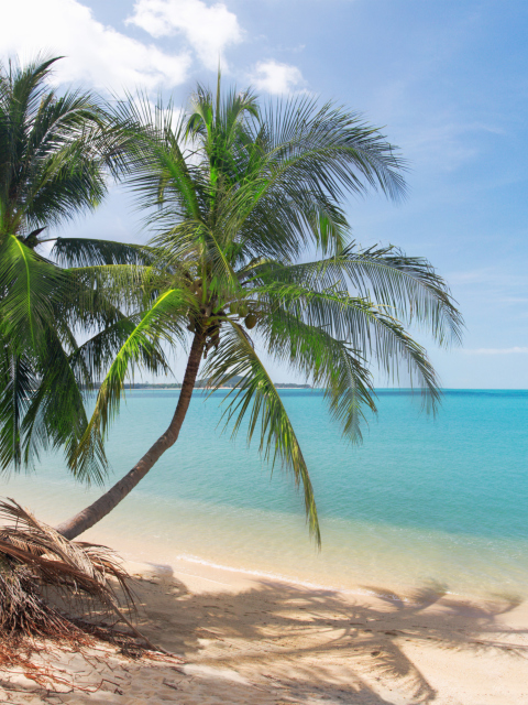 Das Coconut Palm Trees Wallpaper 480x640