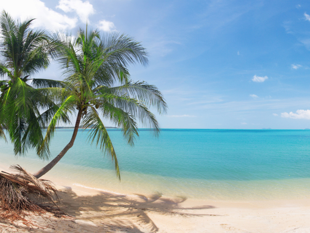 Coconut Palm Trees screenshot #1 640x480