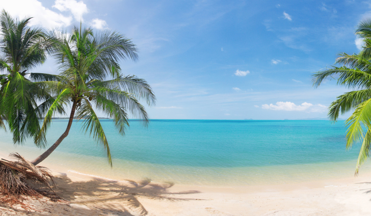 Fondo de pantalla Coconut Palm Trees