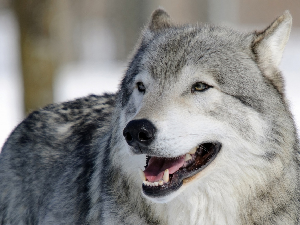 Wolf Muzzle wallpaper 1152x864