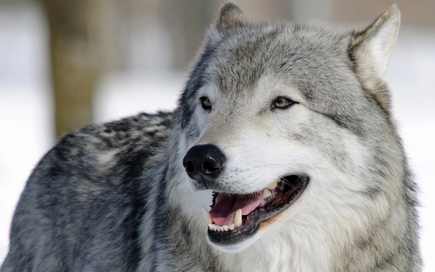 Fondo de pantalla Wolf Muzzle 1440x900