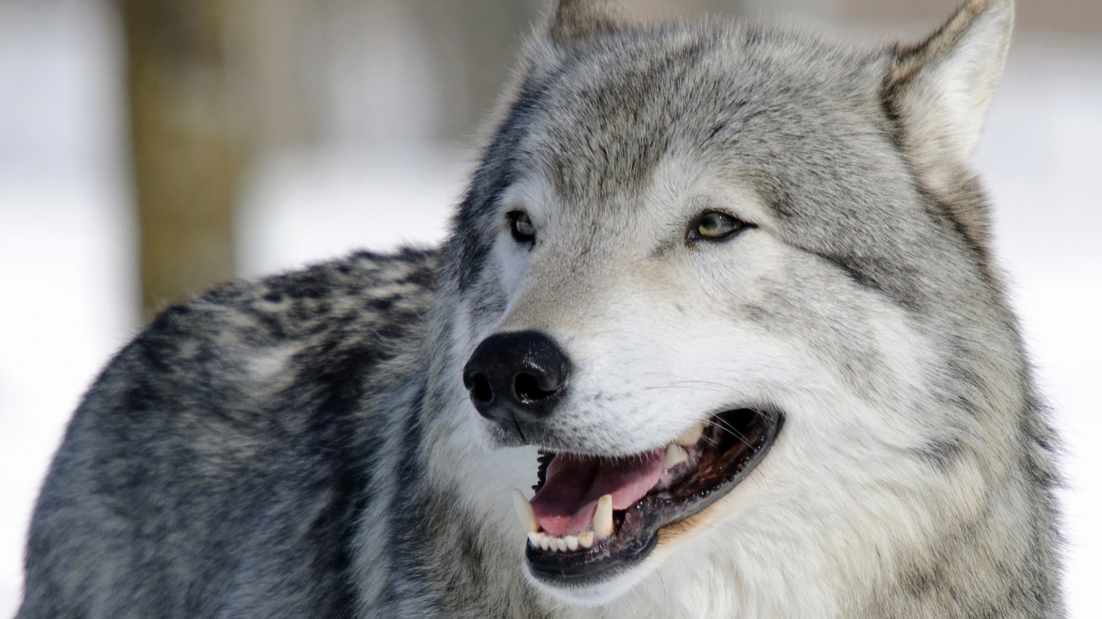 Wolf Muzzle wallpaper 1600x900