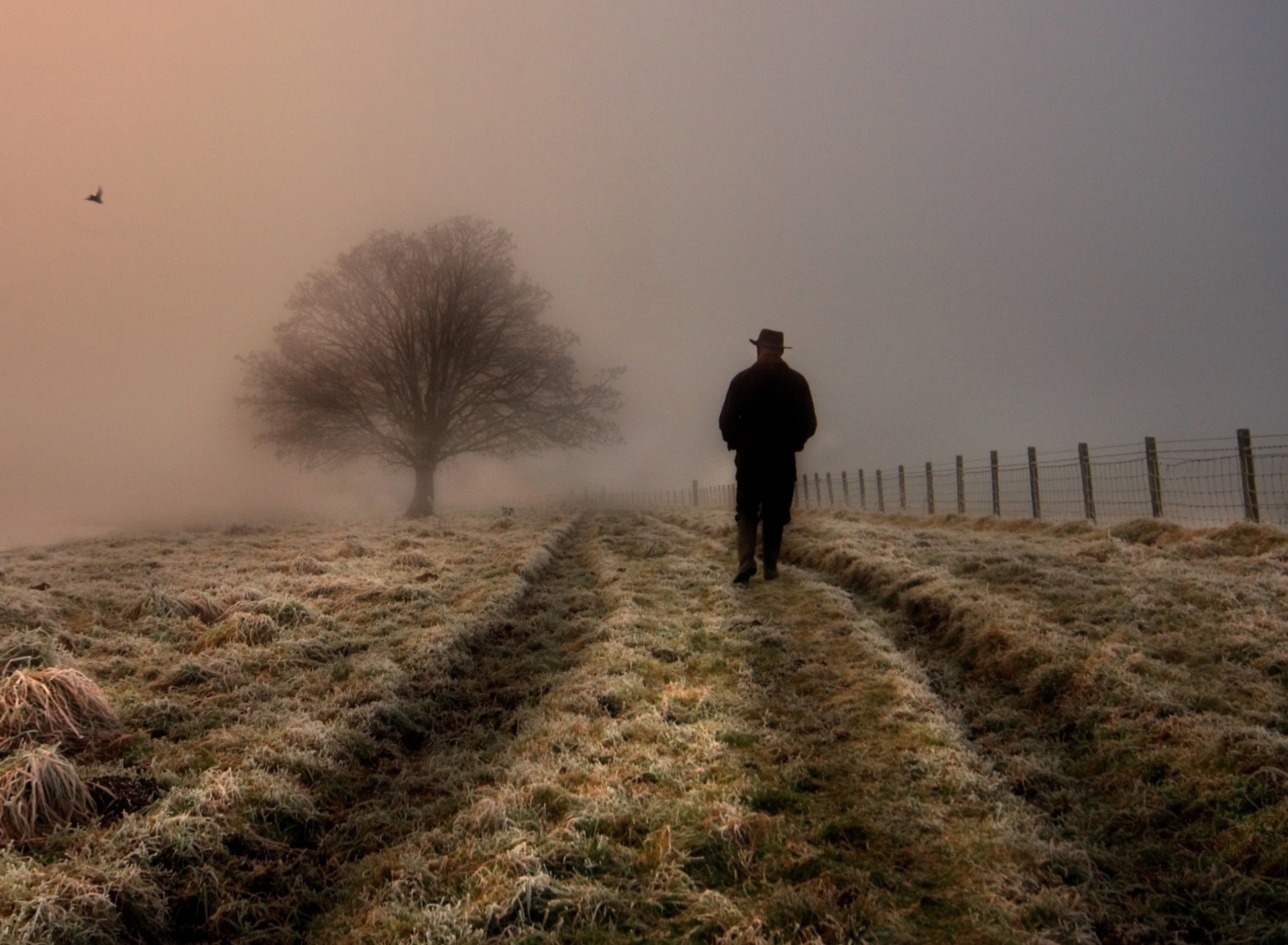 Lonely Man Walking In Field wallpaper 1920x1408