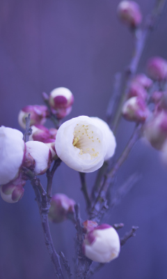 Spring Flowers screenshot #1 240x400