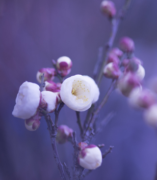 Spring Flowers - Obrázkek zdarma pro Acer X960