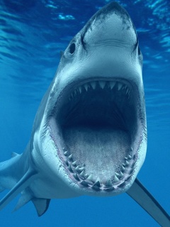 Fondo de pantalla Great White Sharks 240x320