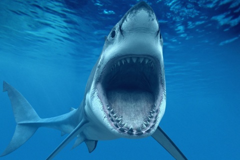 Great White Sharks screenshot #1 480x320