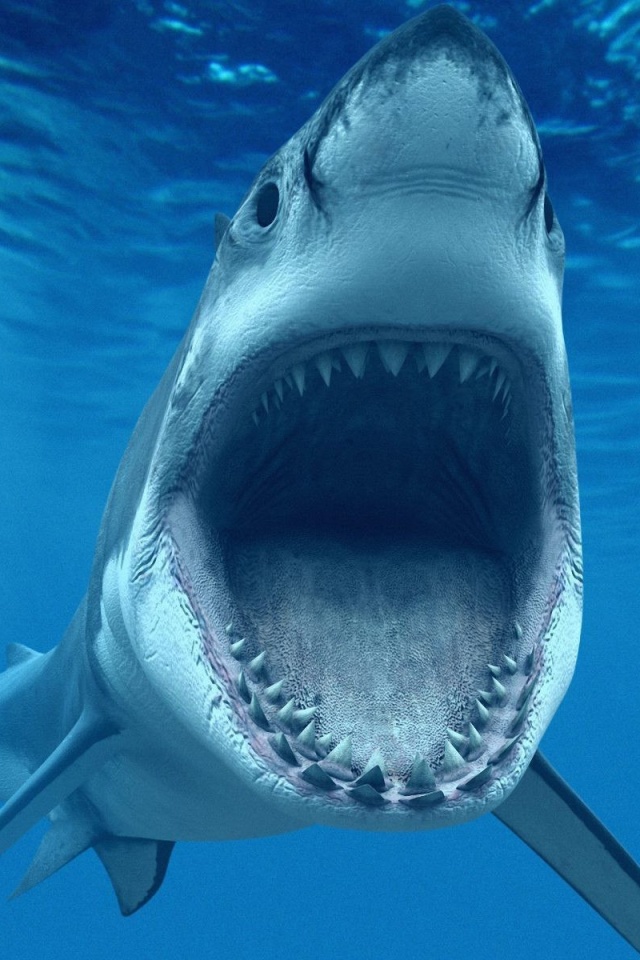 Great White Sharks screenshot #1 640x960