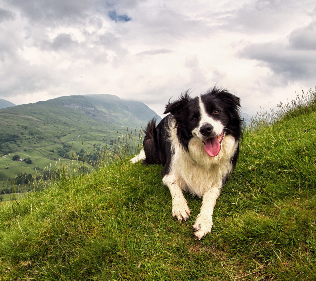 Das Happy Dog On Green Hill Wallpaper 1080x960