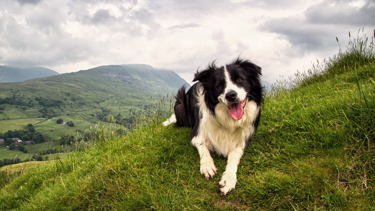 Обои Happy Dog On Green Hill 1280x720