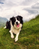 Happy Dog On Green Hill screenshot #1 128x160