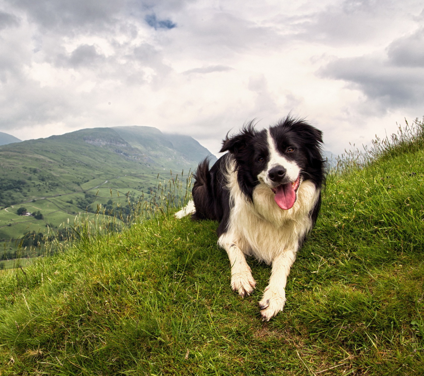 Das Happy Dog On Green Hill Wallpaper 1440x1280