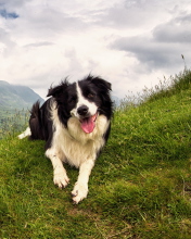 Fondo de pantalla Happy Dog On Green Hill 176x220