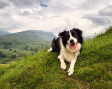 Fondo de pantalla Happy Dog On Green Hill 220x176