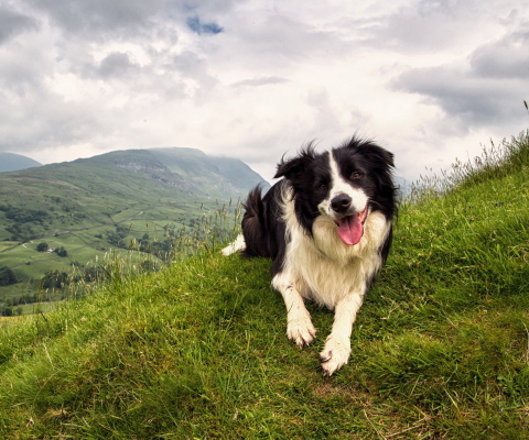 Das Happy Dog On Green Hill Wallpaper 480x400
