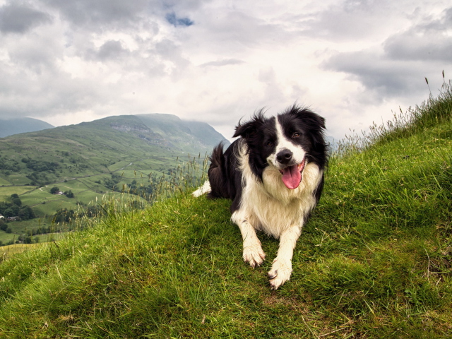 Das Happy Dog On Green Hill Wallpaper 640x480