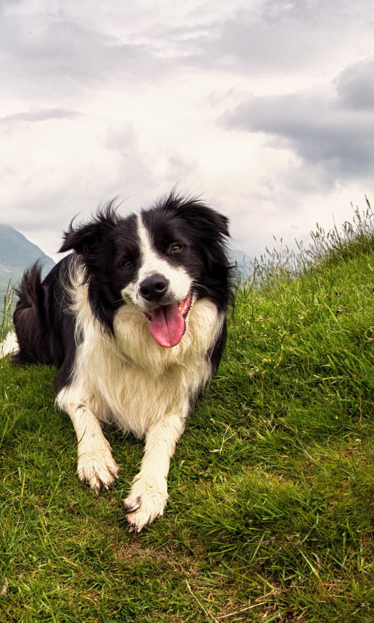 Happy Dog On Green Hill wallpaper 768x1280