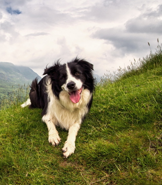 Happy Dog On Green Hill - Obrázkek zdarma pro 768x1280