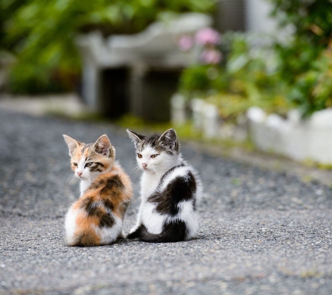 Das Two Kittens Wallpaper 1080x960
