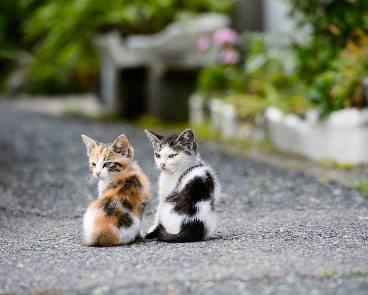 Two Kittens wallpaper 1280x1024