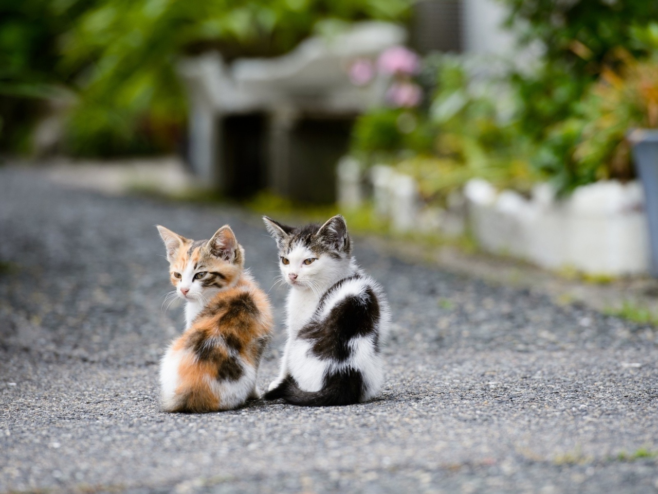 Two Kittens wallpaper 1280x960