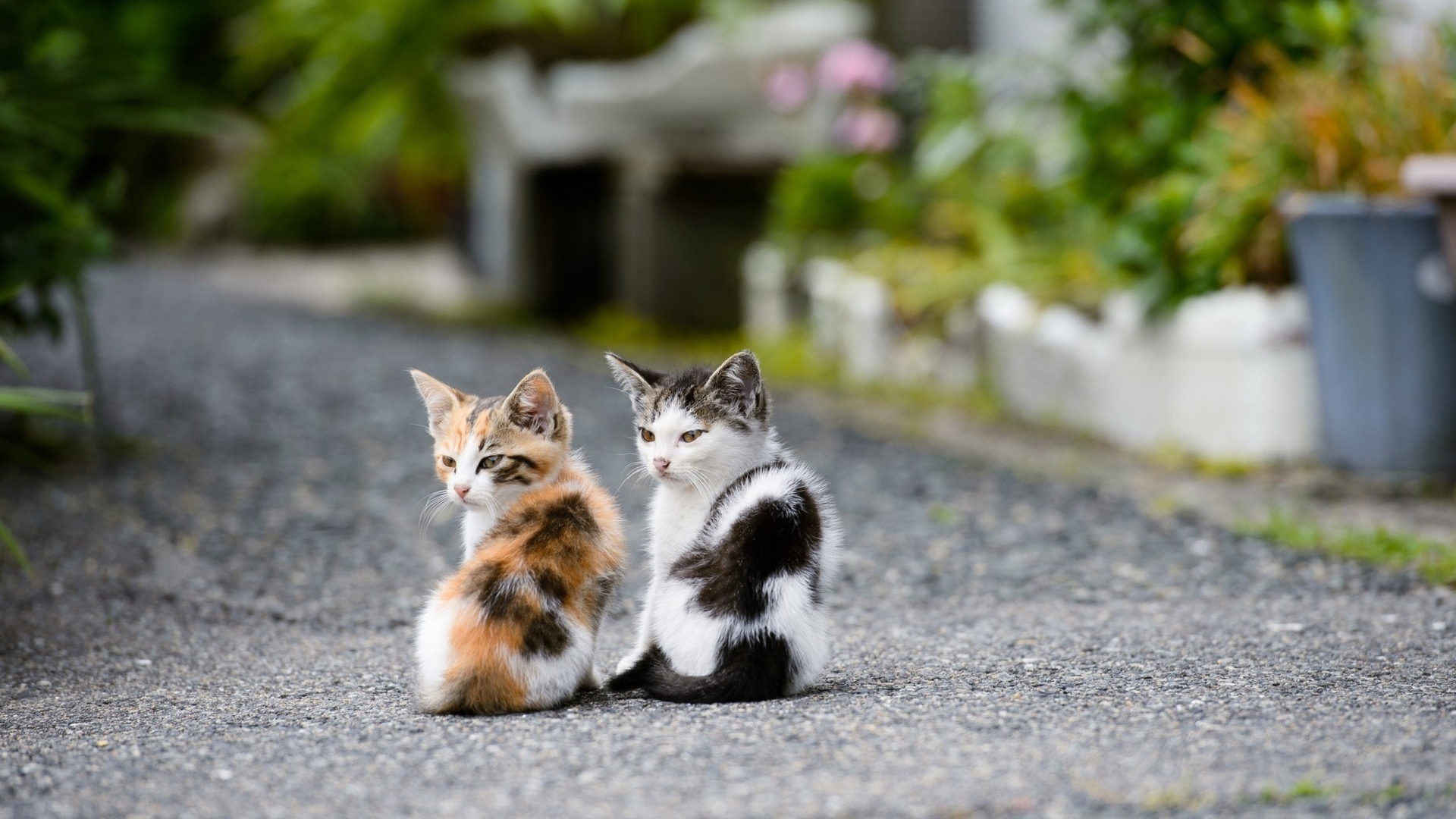 Two Kittens wallpaper 1920x1080