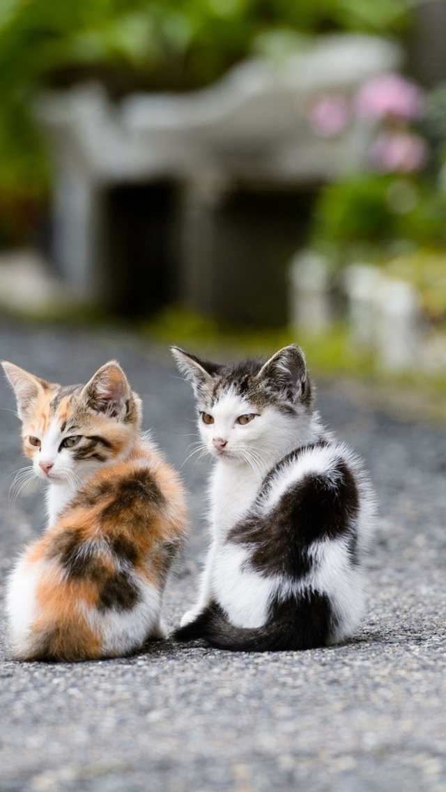 Das Two Kittens Wallpaper 640x1136