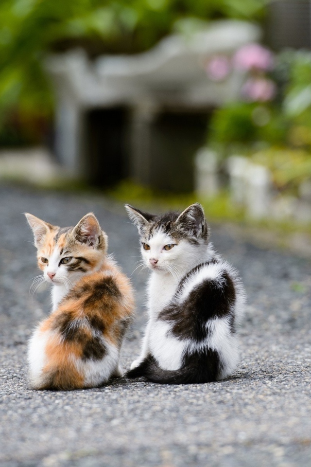 Two Kittens wallpaper 640x960