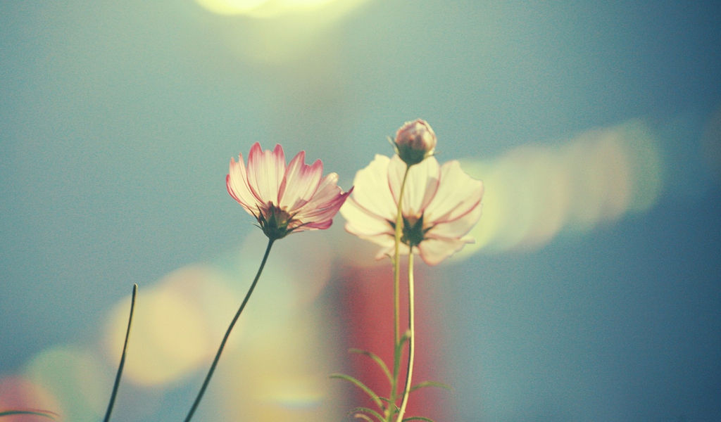 Screenshot №1 pro téma Light Pink Flowers In Blue Light 1024x600