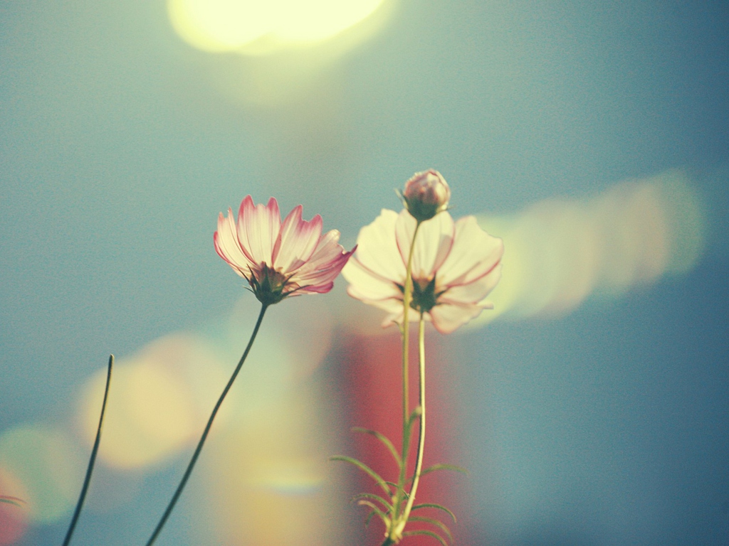 Screenshot №1 pro téma Light Pink Flowers In Blue Light 1024x768