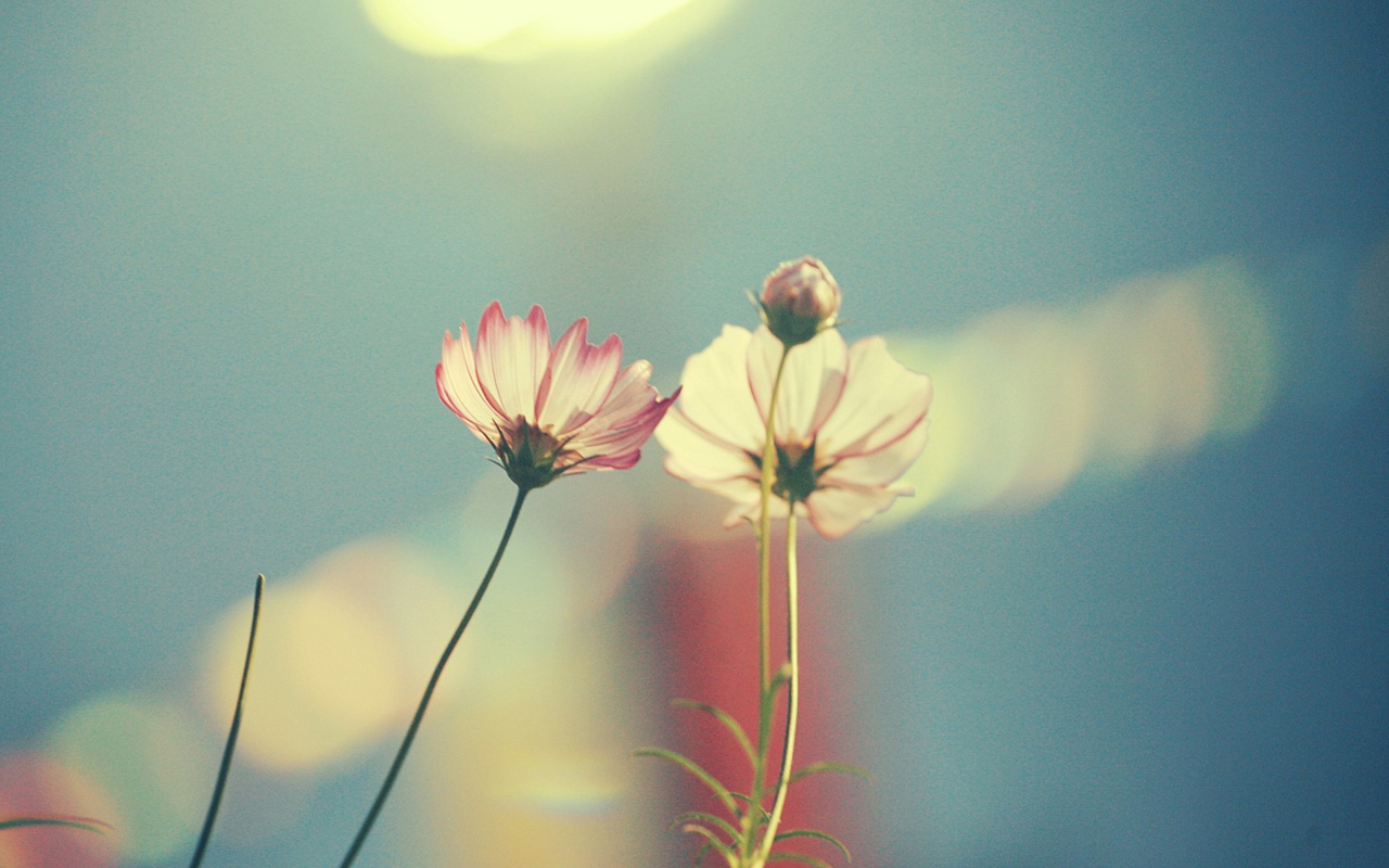 Fondo de pantalla Light Pink Flowers In Blue Light 1280x800
