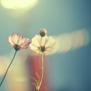 Screenshot №1 pro téma Light Pink Flowers In Blue Light 128x128