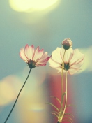 Sfondi Light Pink Flowers In Blue Light 132x176