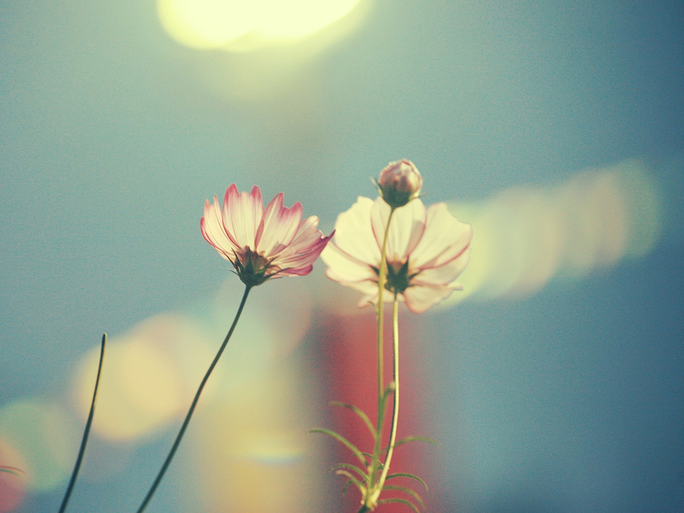 Light Pink Flowers In Blue Light screenshot #1 1400x1050