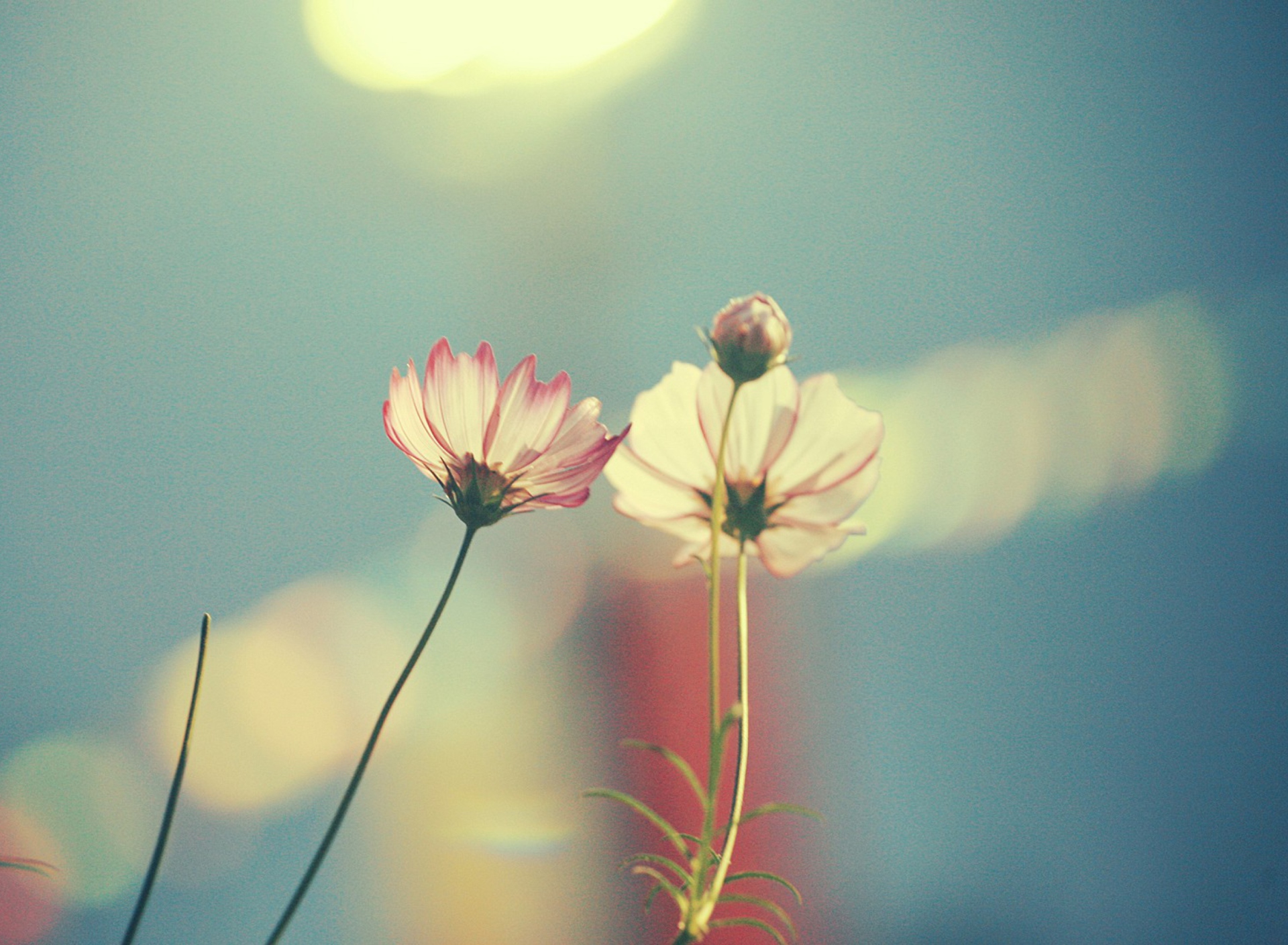 Light Pink Flowers In Blue Light wallpaper 1920x1408