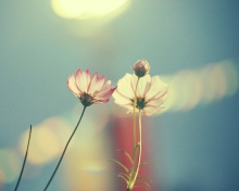 Screenshot №1 pro téma Light Pink Flowers In Blue Light 220x176