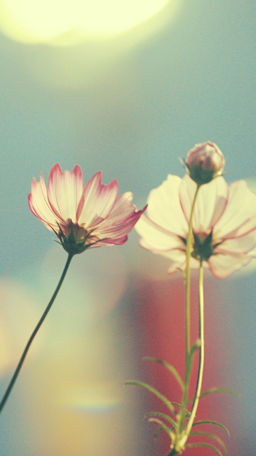 Light Pink Flowers In Blue Light wallpaper 360x640