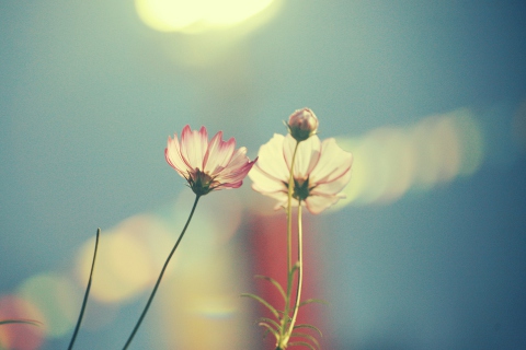 Sfondi Light Pink Flowers In Blue Light 480x320