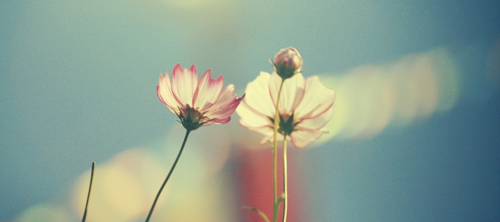 Обои Light Pink Flowers In Blue Light 720x320