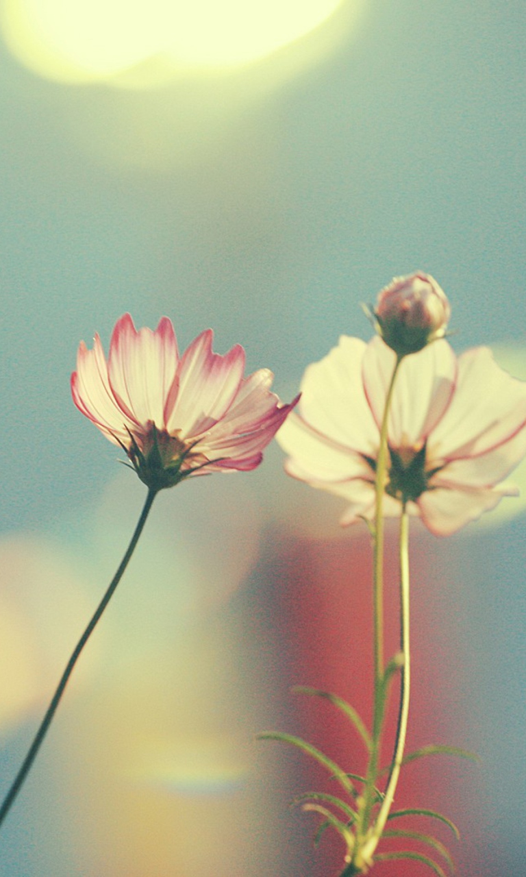 Das Light Pink Flowers In Blue Light Wallpaper 768x1280