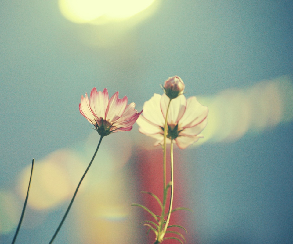 Обои Light Pink Flowers In Blue Light 960x800