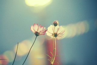 Light Pink Flowers In Blue Light sfondi gratuiti per cellulari Android, iPhone, iPad e desktop