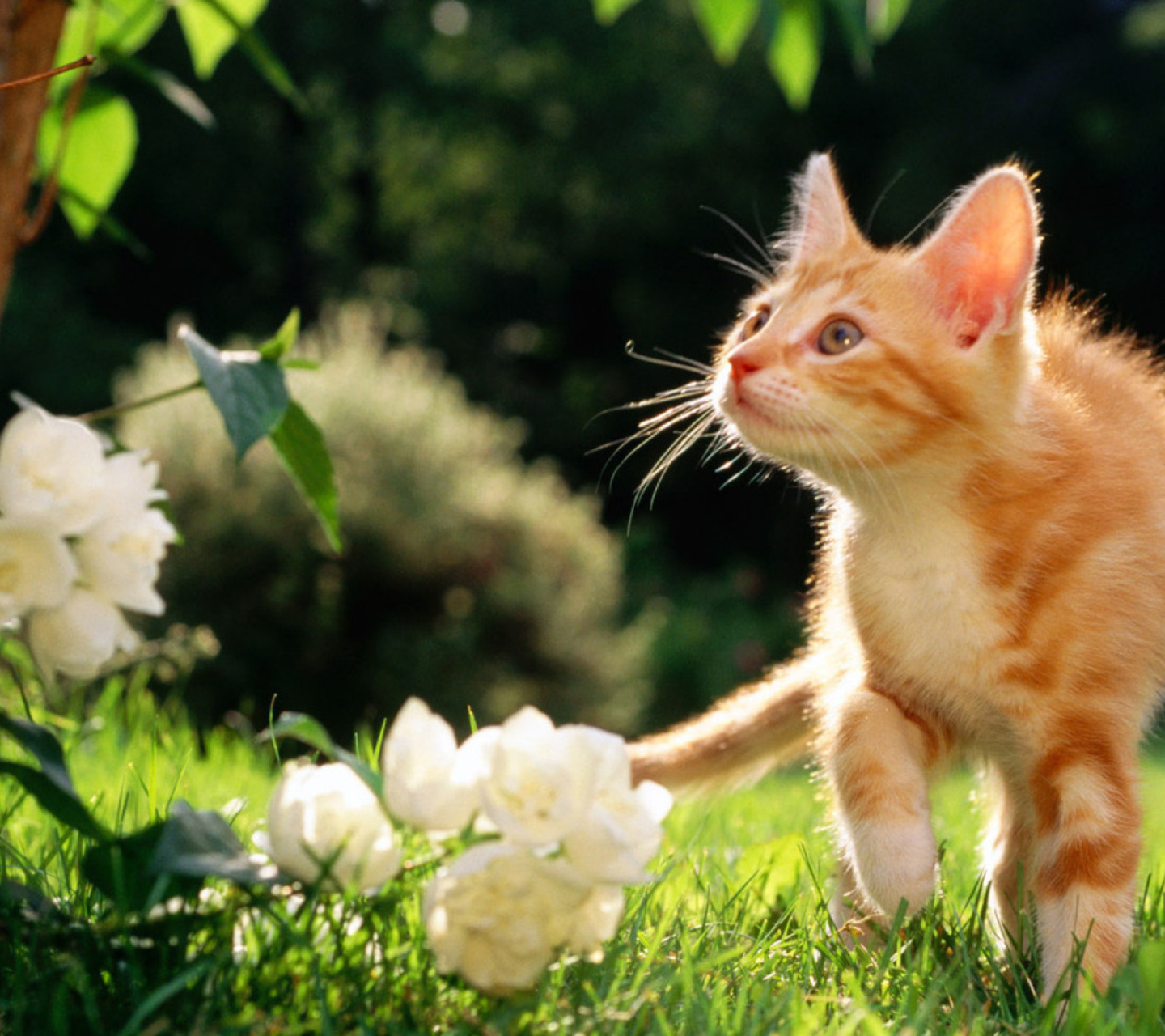 Das Sweet Cat Wallpaper 1440x1280