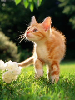 Sweet Cat screenshot #1 240x320