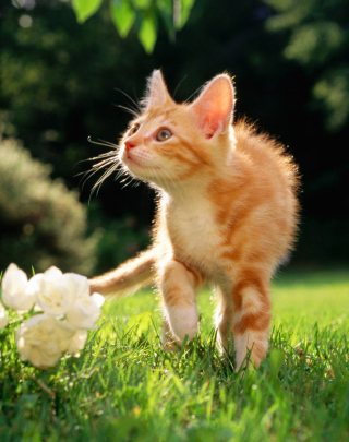 Sweet Cat sfondi gratuiti per HTC Pure