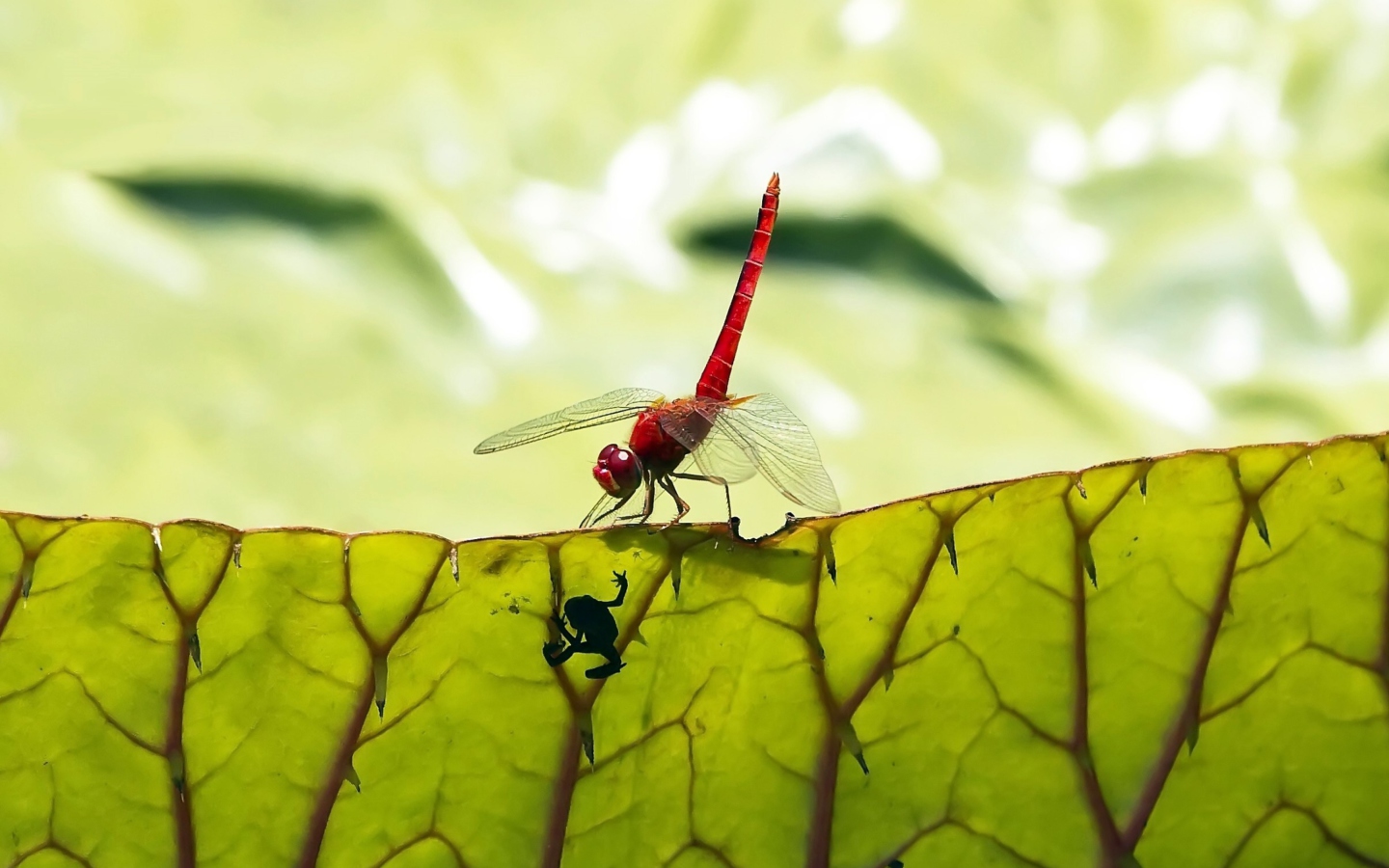 Fondo de pantalla Dragonfly On Green Leaf 1440x900