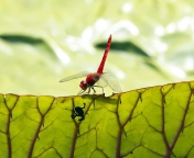 Dragonfly On Green Leaf wallpaper 176x144