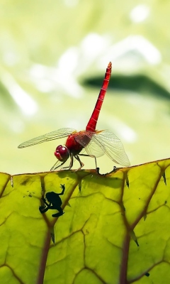 Обои Dragonfly On Green Leaf 240x400